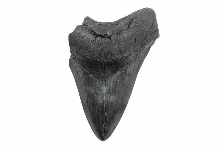Partial Fossil Megalodon Tooth - Serrated Blade #362536
